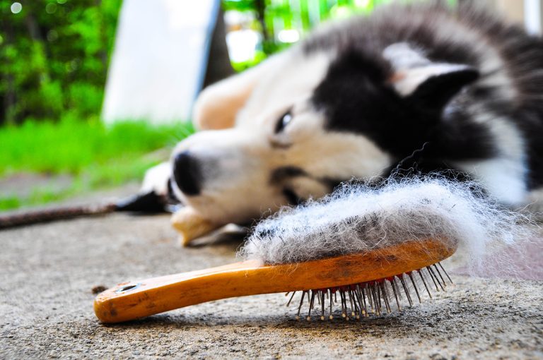 Les meilleurs conseils pour gérer la perte de poil chez votre chien