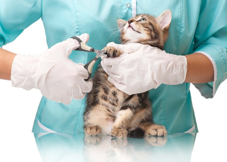 À quelle fréquence doit-on emmener son chat chez le vétérinaire ?