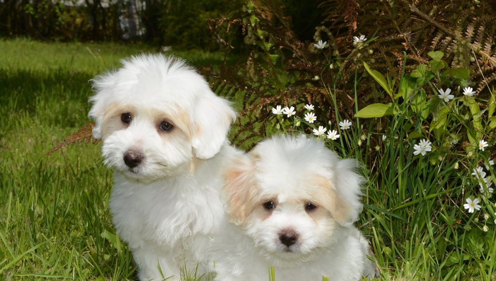 Petits chiens blancs
