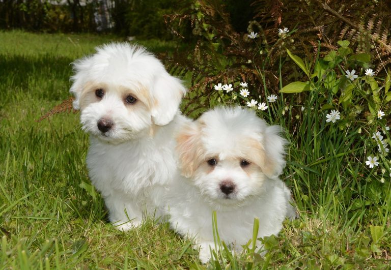 5 plus belles races de petits chiens blancs