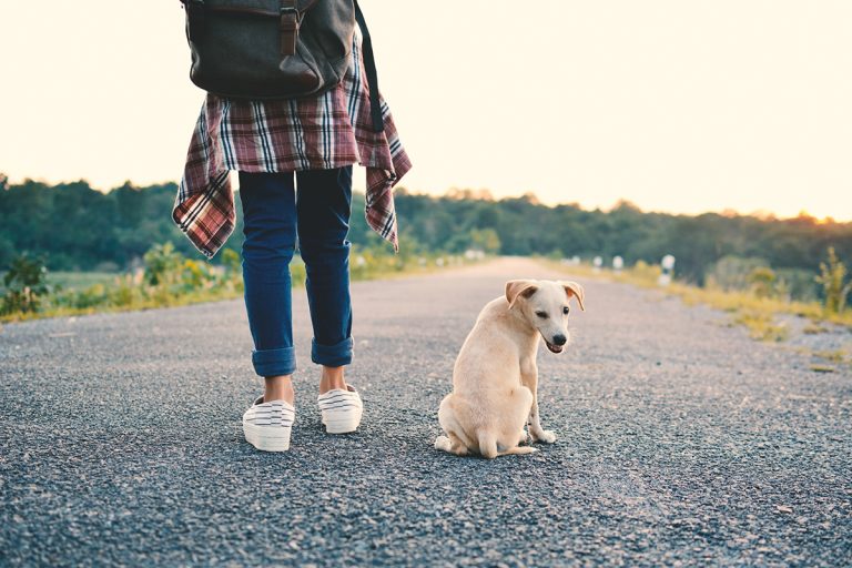 Quelle race de chien adopter selon son mode de vie ?