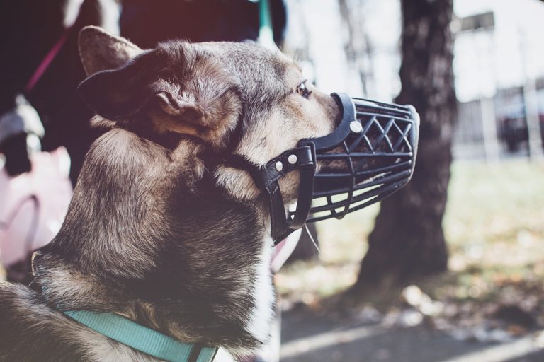 Ces 9 races de chien devraient porter une muselière en public
