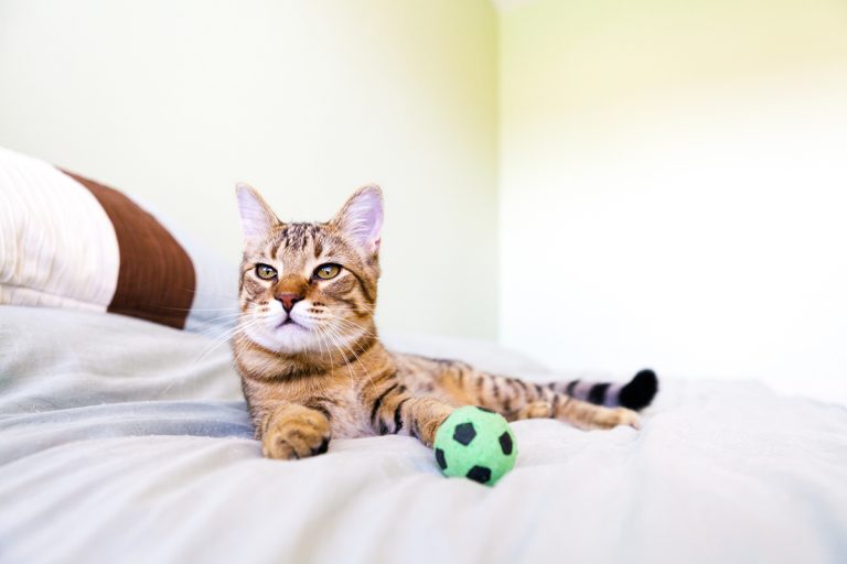 Les races de chat qui adorent jouer avec leur maitre