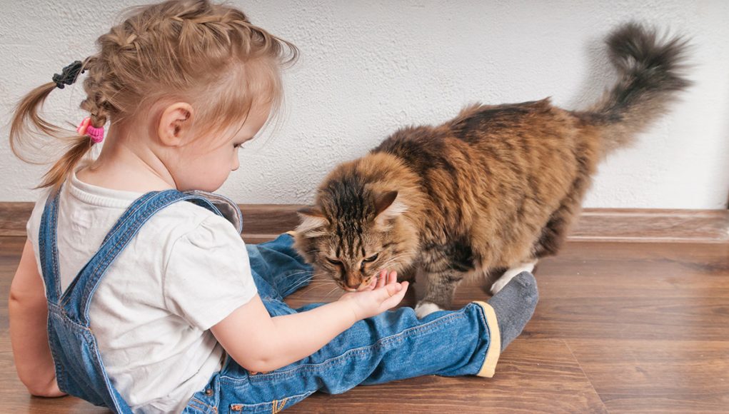 races de chats qui s'entendent le mieux avec les enfants
