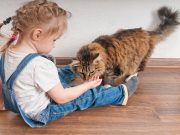 Les races de chats qui s’entendent le mieux avec les enfants races de chats qui s'entendent le mieux avec les enfants