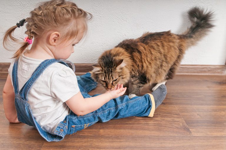 Les races de chats qui s’entendent le mieux avec les enfants