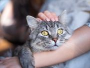 Les races de chat qui ronronnent le plus races de chat qui ronronnent le plus