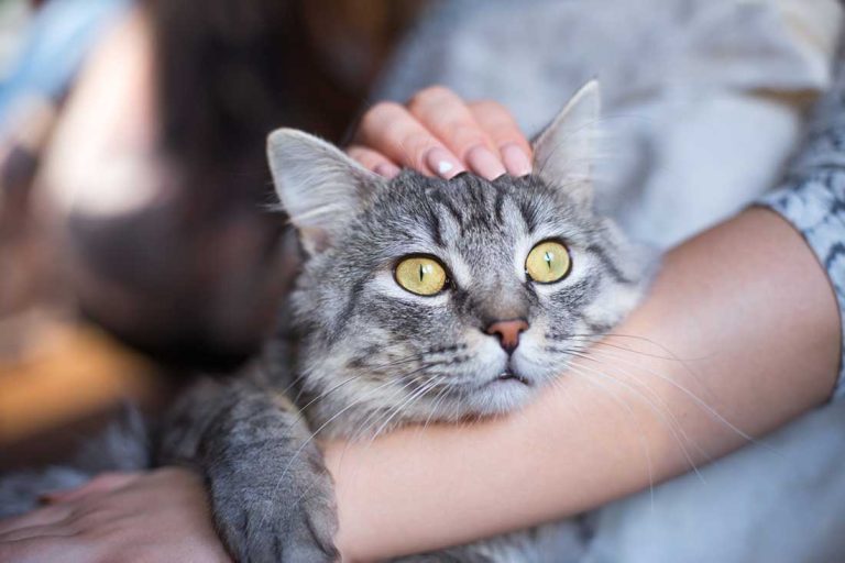 Les races de chat qui ronronnent le plus