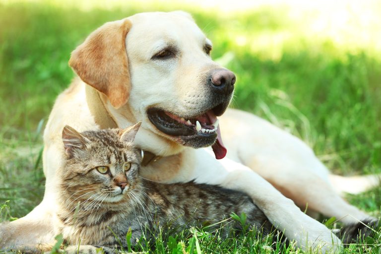 Les races de chat qui sont les plus tolérantes avec d’autres animaux