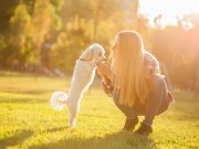 Ces 8 races de chiens sont les plus amicales avec les étrangers races de chiens sont les plus amicales avec les étrangers