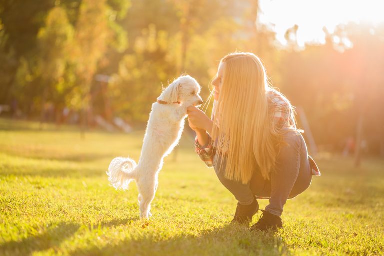 Ces 8 races de chiens sont les plus amicales avec les étrangers