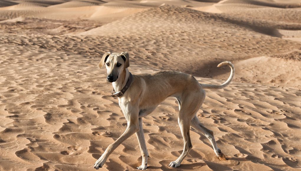 races de chien de couleur sable
