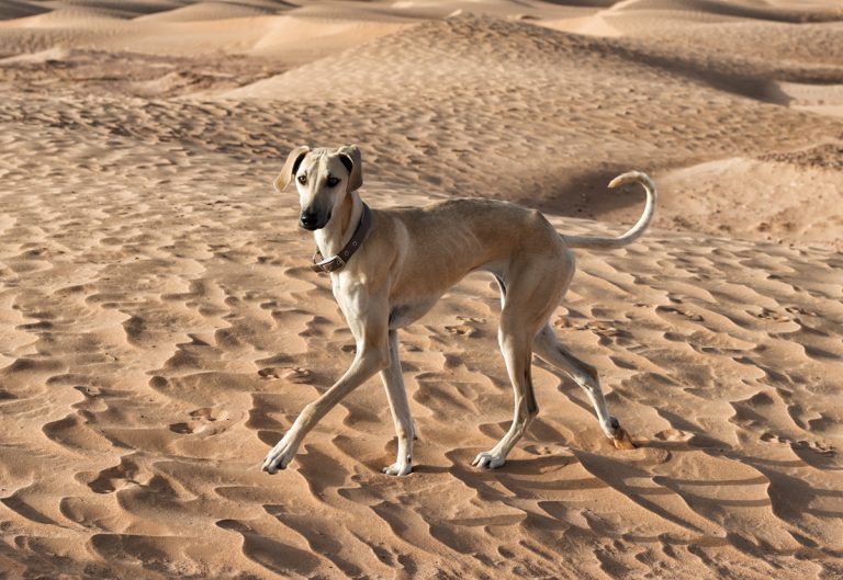 Quelles sont les plus belles races de chien de couleur sable ?