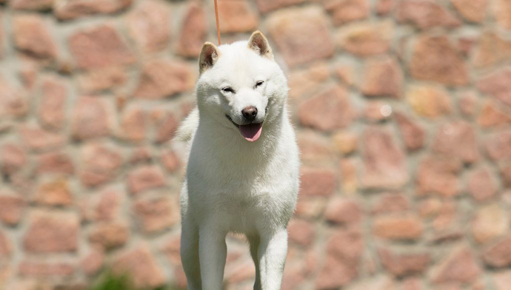 races de chien japonais