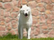 Quelles sont les meilleures races de chien japonais ? races de chien japonais