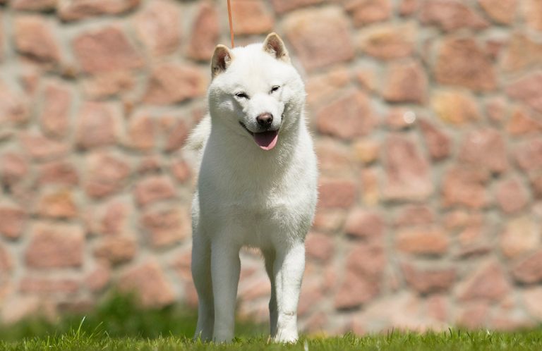 Quelles sont les meilleures races de chien japonais ?