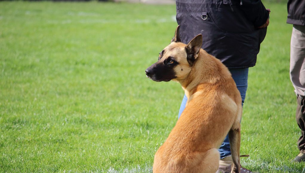 Quelles Races De Chien Ont Besoin D un Ma tre Autoritaire Quelles Races De Chien Ont Besoin D un Ma tre Autoritaire