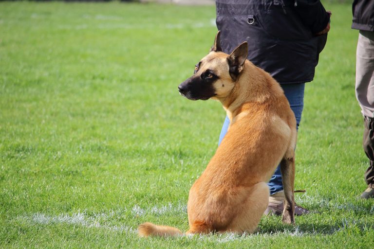 Quelles races de chien ont besoin d’un maître autoritaire ?