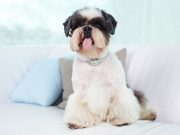 Ces races de chiens nécessitent un suivi régulier chez le toiletteur races de chiens nécessitent un suivi régulier chez le toiletteur