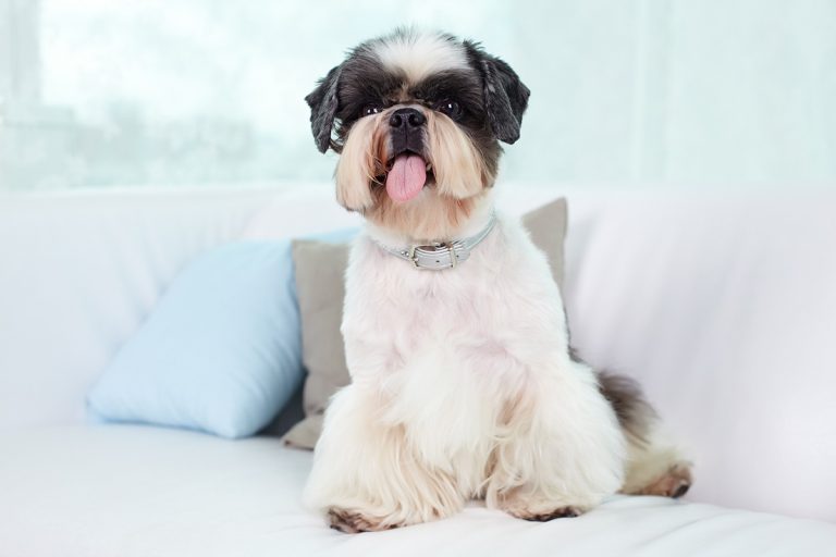 Ces races de chiens nécessitent un suivi régulier chez le toiletteur