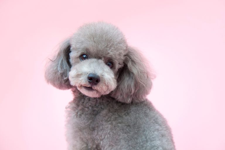 Quelles sont les plus belles races de chien au pelage lilac ?