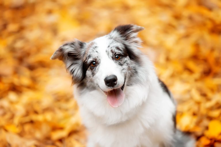 Les plus belles races de chien au pelage de couleur merle