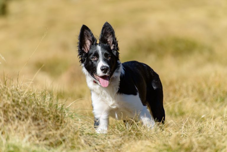 Quelles sont les plus belles races de chien tachetés noir et blanc ?