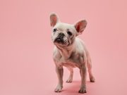 Voici les plus belles races de petits chiens avec des poils courts belles races de petits chiens avec des poils courts