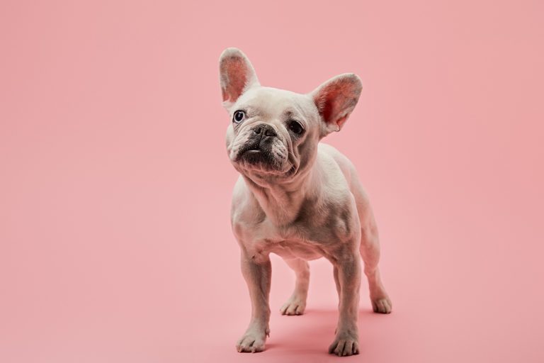 Voici les plus belles races de petits chiens avec des poils courts