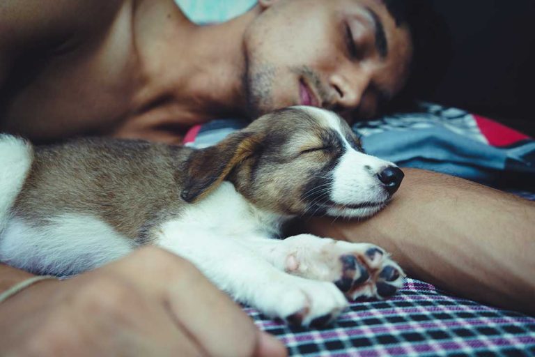 6 raisons de ne pas dormir avec son chien selon un vétérinaire