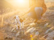 La routine est-elle essentielle pour le bien-être de votre chien ? routine est-elle essentielle pour le bien-être de votre chien