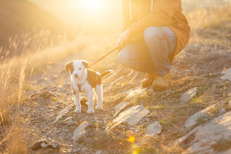La routine est-elle essentielle pour le bien-être de votre chien ?