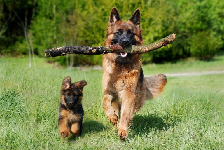 Quand est-ce que mon chien arrêtera de grandir ?