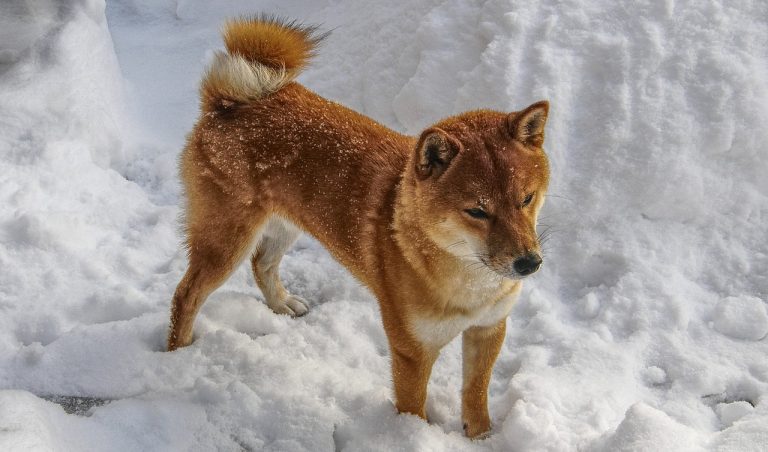 7 races de chien qui ne sont pas du tout commode