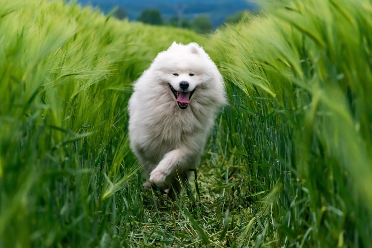 Les signes que votre chien a besoin de plus d’exercice physiques