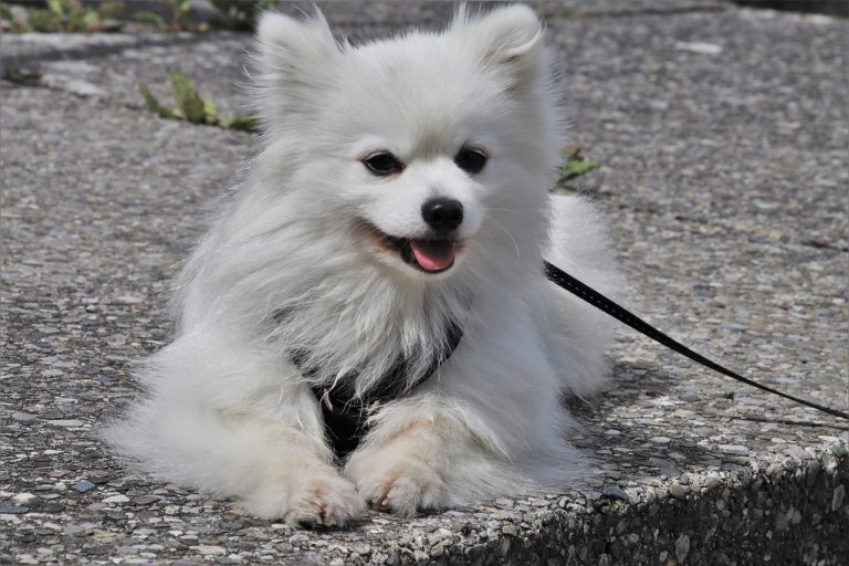 Les 7 meilleurs aliments pour une longue vie de votre chien