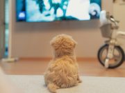 Pourquoi mon chien regarde la télévision : Comprendre ce comportement étonnant