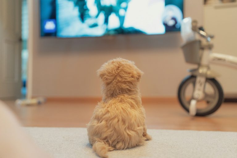 Pourquoi mon chien regarde la télévision : Comprendre ce comportement étonnant