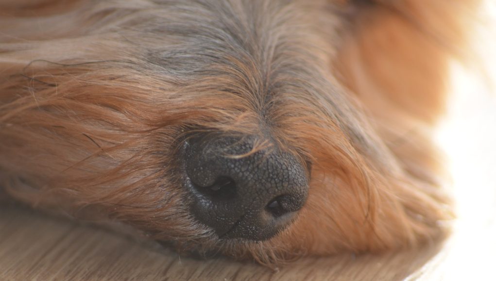 Les races canines ayant un odorat plus développé que les autres