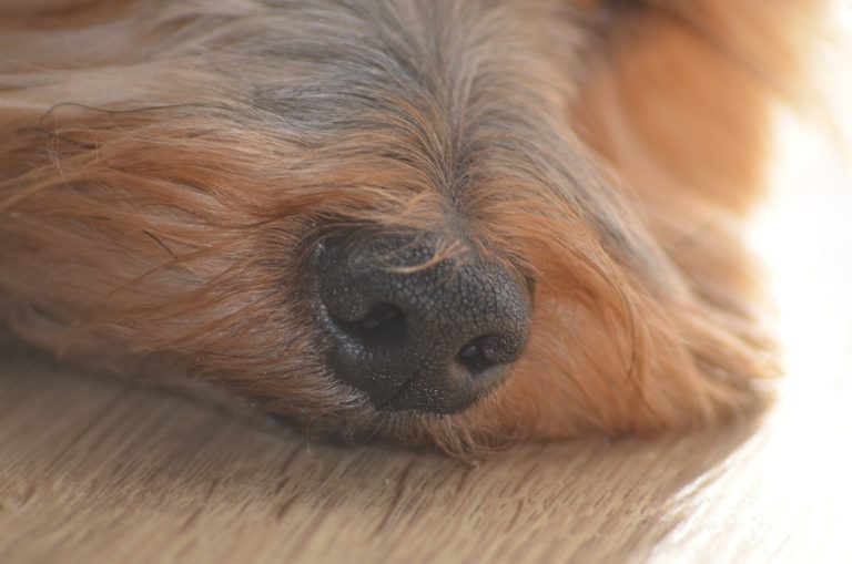 Ces races de chien ont un odorat plus développé au monde