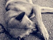 Ces bruits inattendus qui terrorisent votre chien Bruits qui terrorisent votre chien