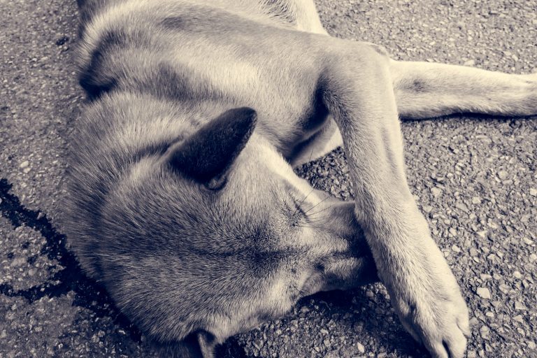 Ces bruits inattendus qui terrorisent votre chien