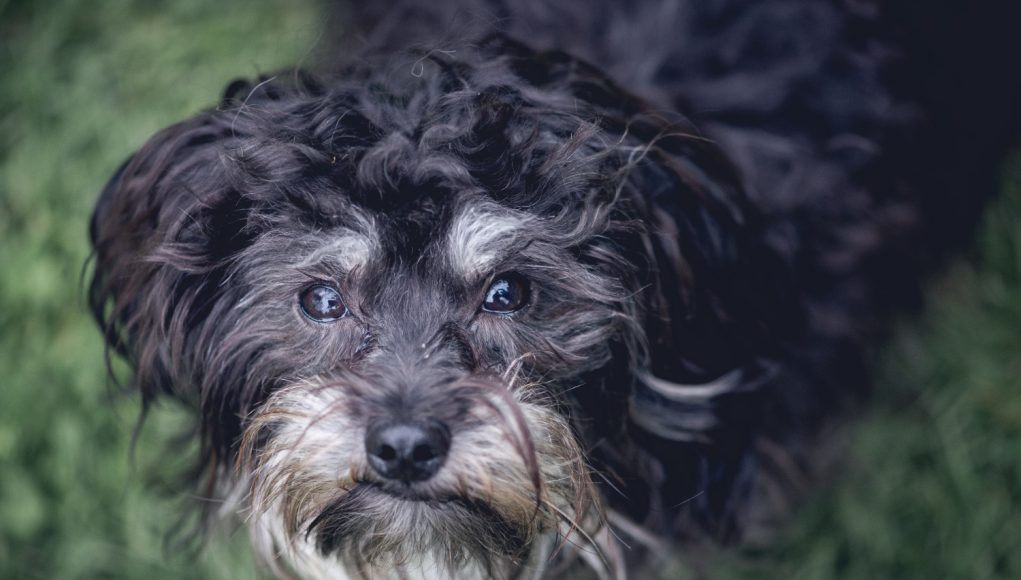 chien vieillissant actif et heureux