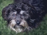 Comment garder votre chien vieillissant actif et heureux ? chien vieillissant actif et heureux