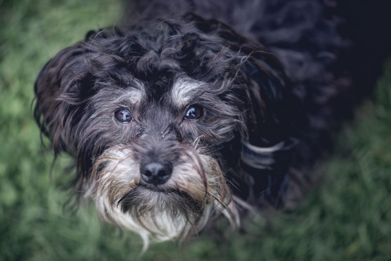 Comment garder votre chien vieillissant actif et heureux ?