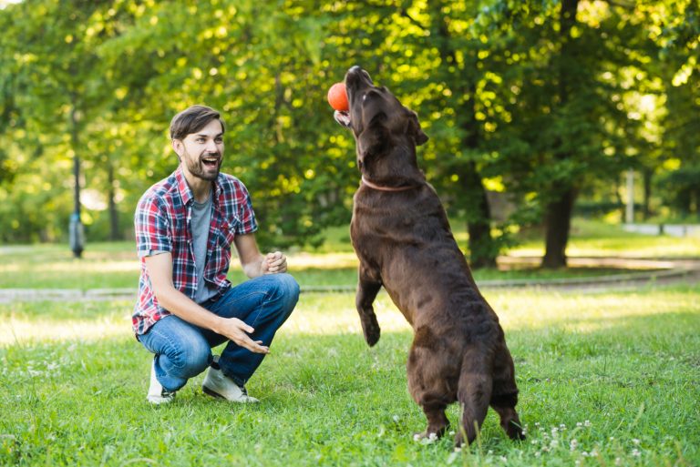 Les races de chien qui adorent jouer avec leurs maîtres