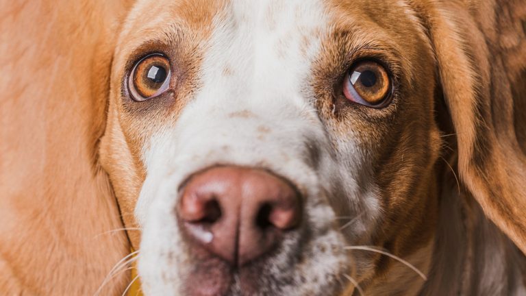 Pourquoi mon chien a tendance à me regarder fixement ?