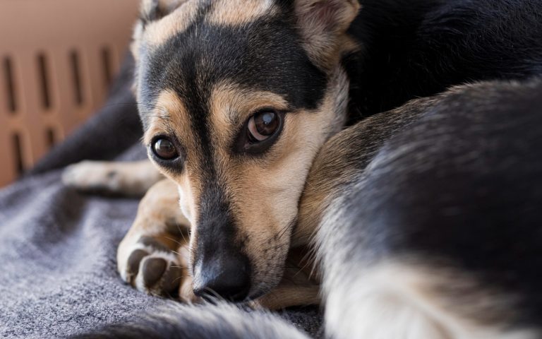 Les parties du corps de votre chien qu’il déteste qu’on touche