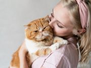 Votre chat essaie de vous transmettre 3 messages quand il ronronne votre chat vous montre son affection