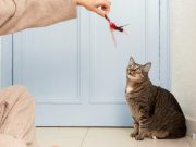 Quels accessoires choisir pour créer un coin de sieste parfait pour votre chat ? Coin de sieste parfait pour votre chat